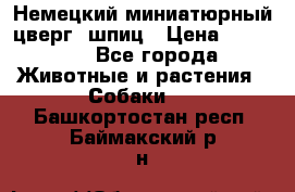 Немецкий миниатюрный(цверг) шпиц › Цена ­ 50 000 - Все города Животные и растения » Собаки   . Башкортостан респ.,Баймакский р-н